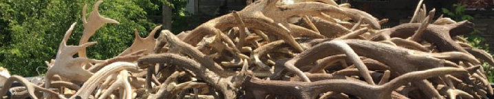 We Buy Antlers - Hill Country Antler Buyers